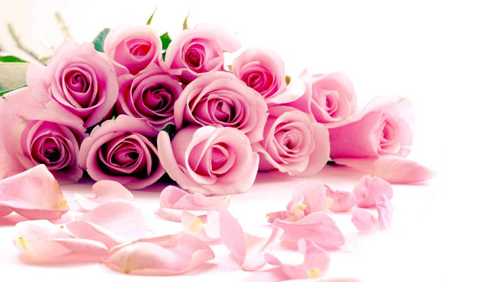 a-dozen-pink-roses-petals.jpg