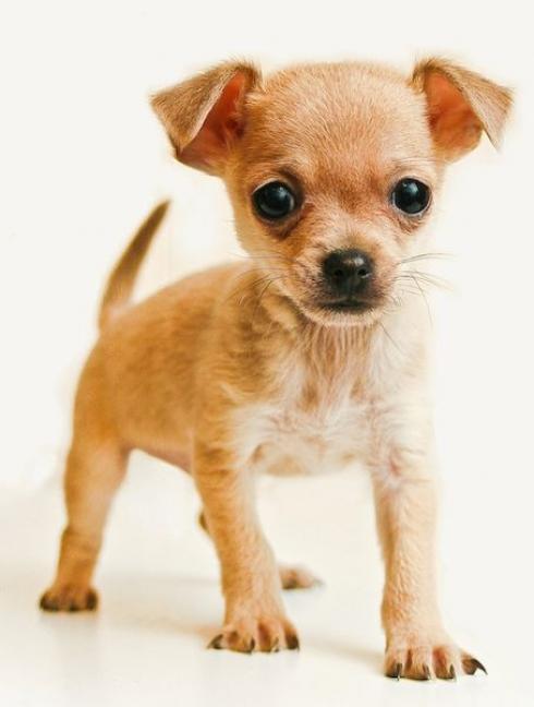 chihuahua-3.jpg