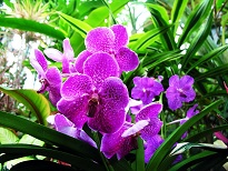 flowers-pictures-orchid-564-2 small.jpg