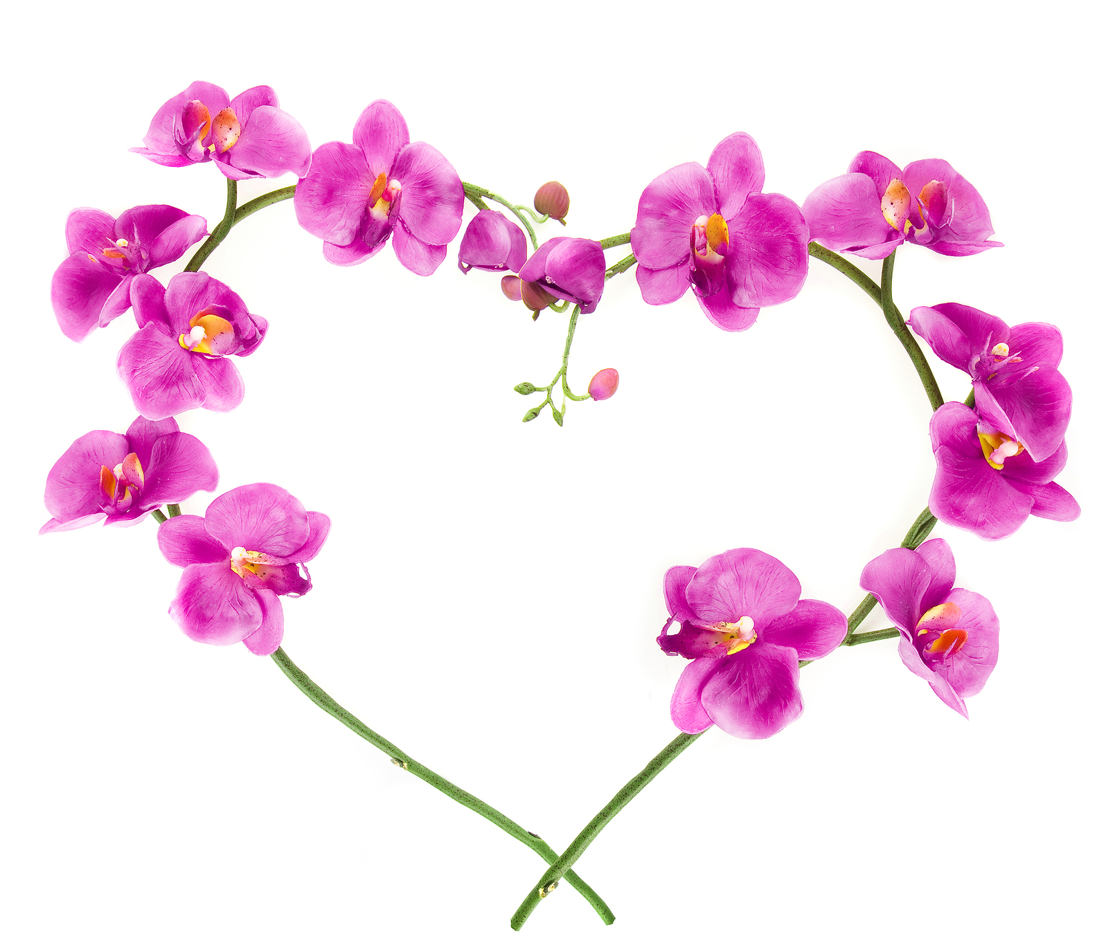 love-pink-orchid-flower-romantic.jpg