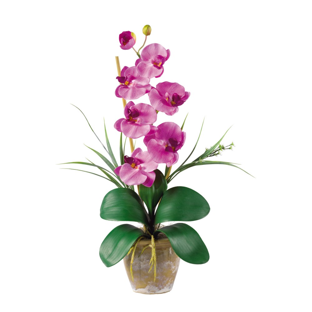 Phalaenopsis1016MA.jpg