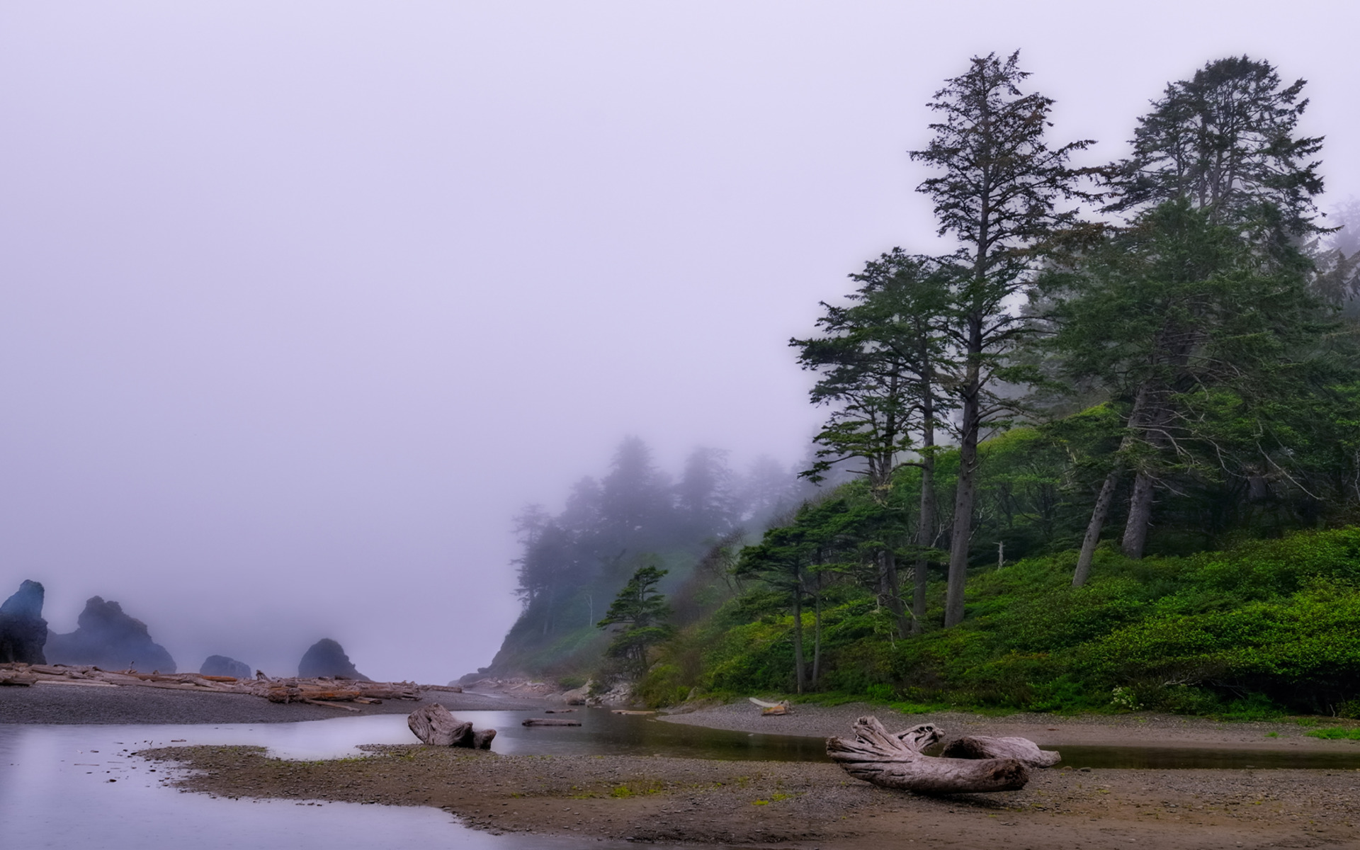 redwoods-rain-wallpapers-nature-100875.jpg