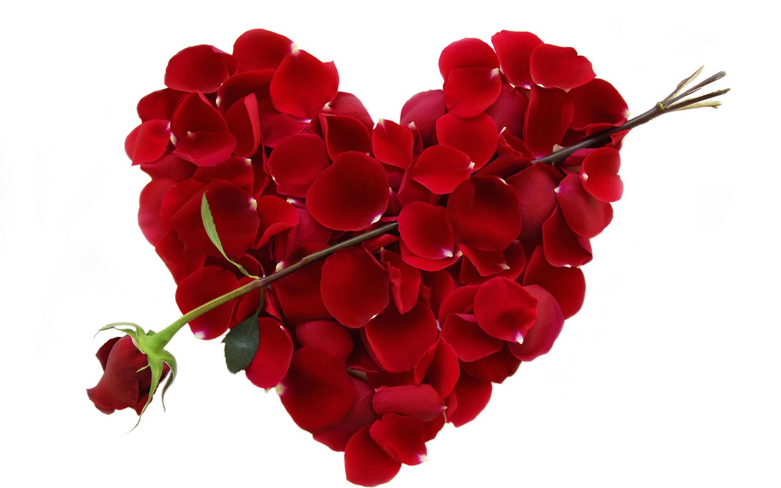 valentines-roses.jpg